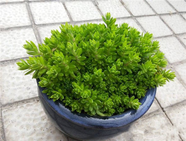 The propagation method of the sarmentosum sarmentosum is sowing