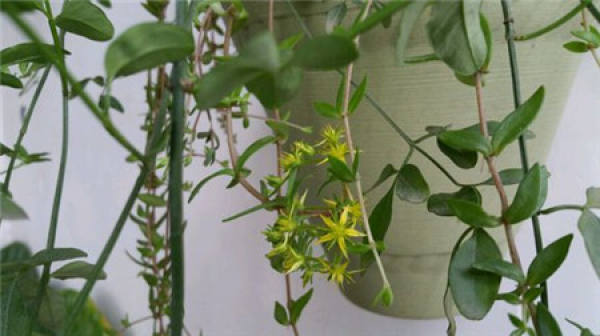 The propagation method of the sarmentosum sarmentosum is sowing