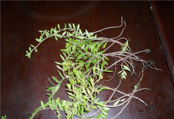propagation method of Sedum: sowing