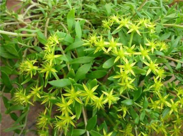 Sedum sarmentosum