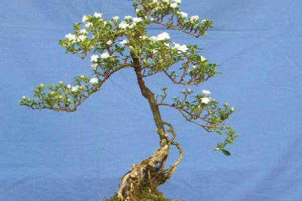 Types of Bonsai Shapes of June Snow