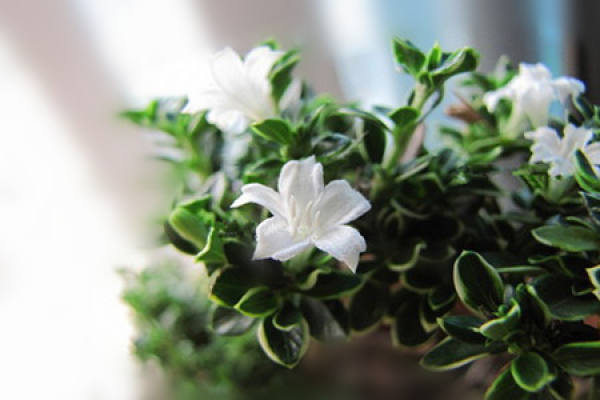 types of snow bonsai in June