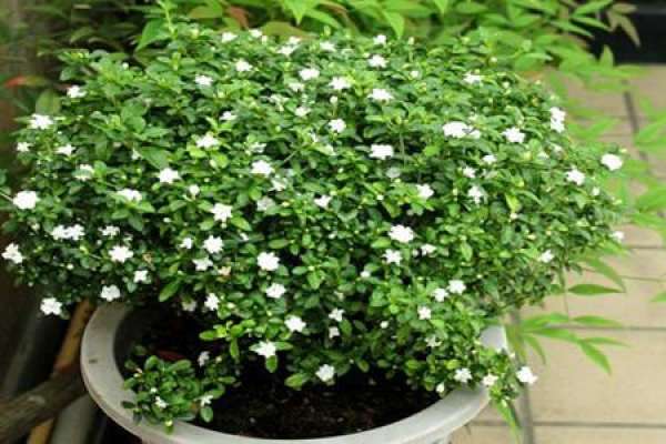 June snow potted