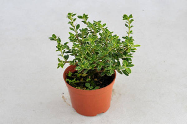 June snow potted