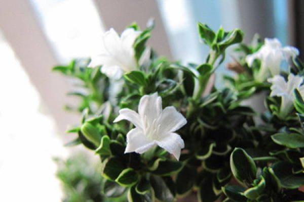 snow pot in June