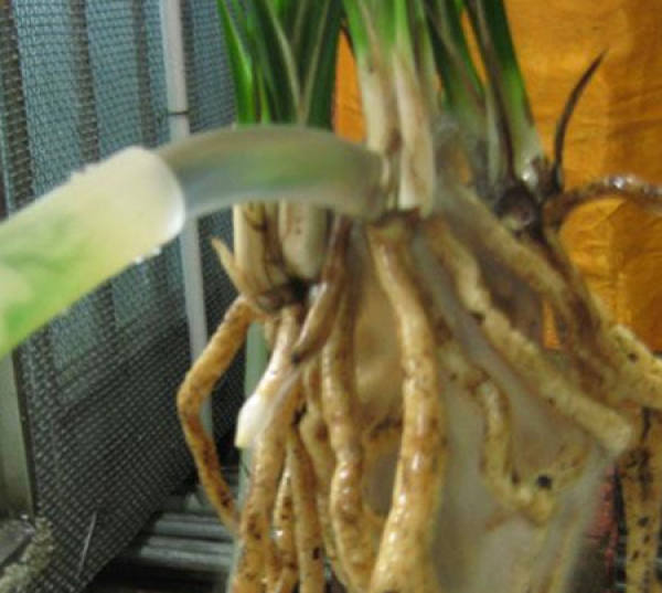 The steps of turning the pot of Da Xue Su