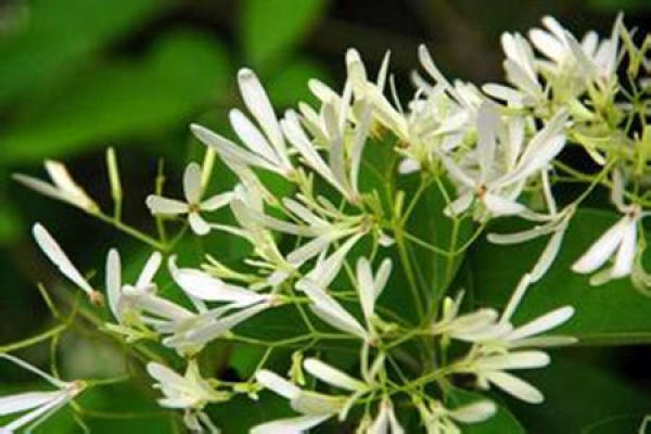The preparation of the ball distribution of the tuberose jade
