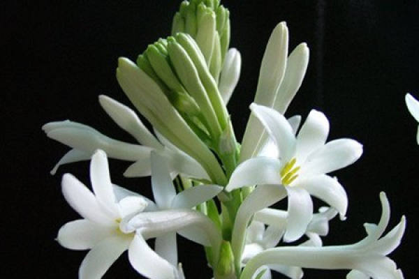 The preparation of the ball distribution of the tuberose jade