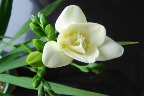 The reason why tuberose only grows leaves but does not blossom