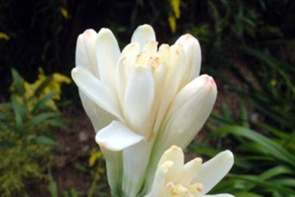 The reason why tuberose only grows leaves but does not blossom
