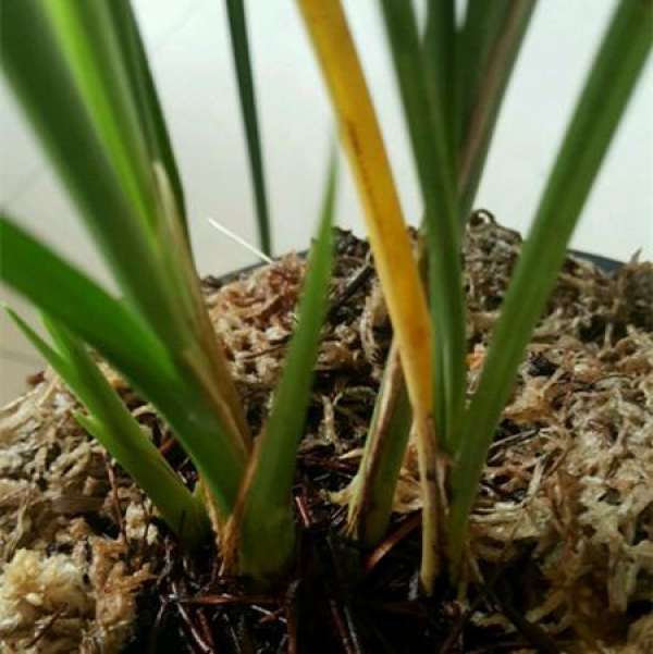 The reason why the leaves of Da Xue Su turn yellow