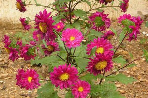 Method for culturing aster