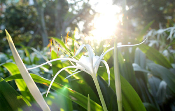 Flowering period of Hymenocallis aromatica