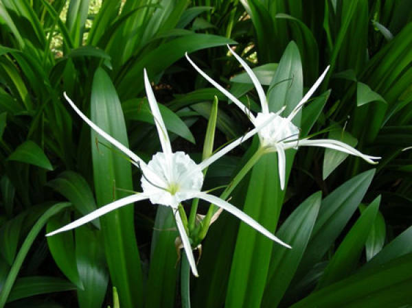 Flowering period of Hymenocallis aromatica