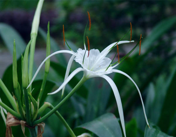 Flowering period of Hymenocallis aromatica