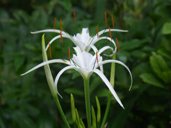 Flowering period of Hymenocallis aromatica