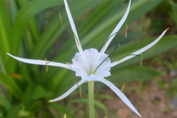 flowering period of Water Ghost banana