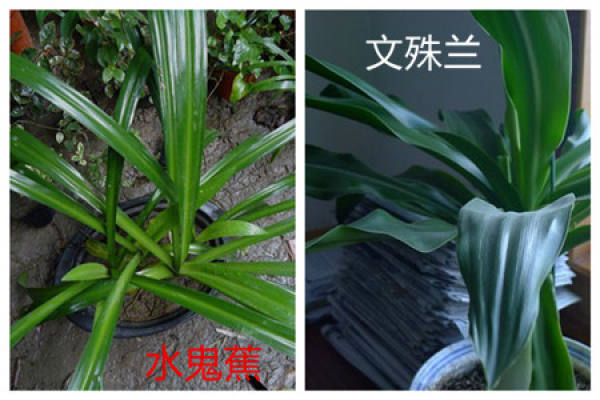 The leaves of water ghost banana and crinum are different.