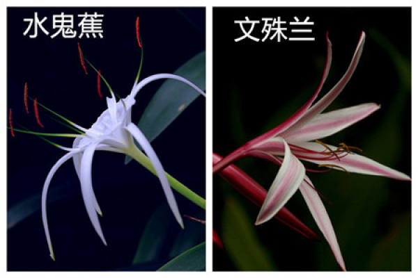 the difference between shuiguijiao and wenshulan is that the leaves are different