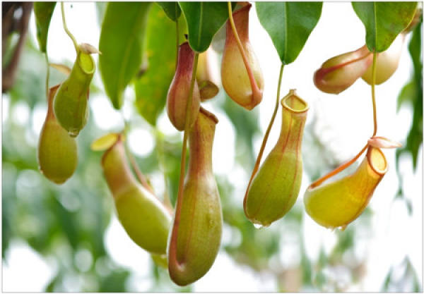 Nepenthes