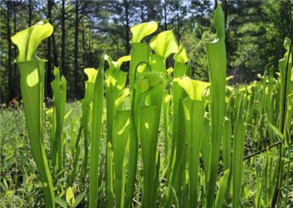 Nepenthes