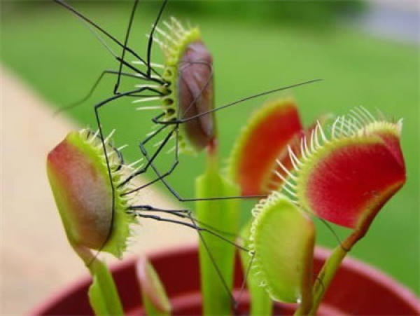 Nepenthes
