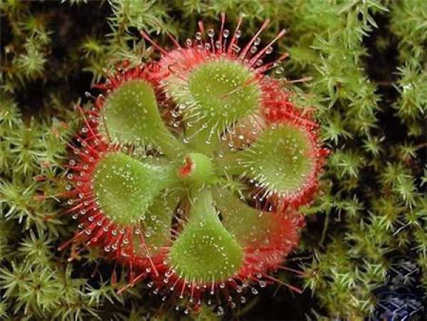 Nepenthes