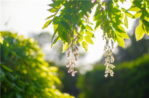 White Rattan Flower