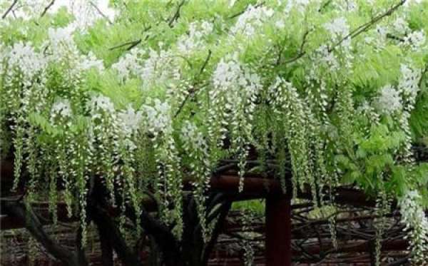 White Rattan Flower