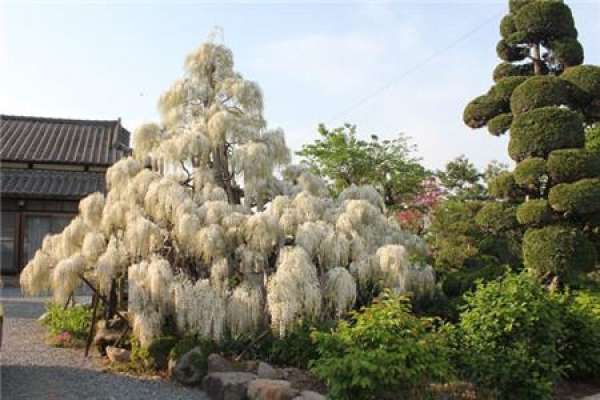 white cane flower