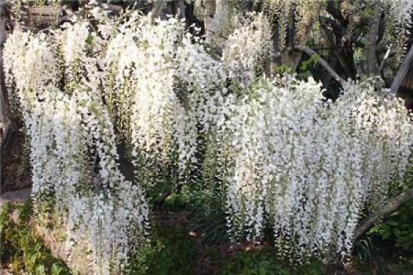 white cane flower