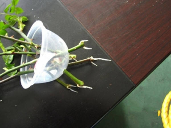 Can Chinese rose be cultivated in water?