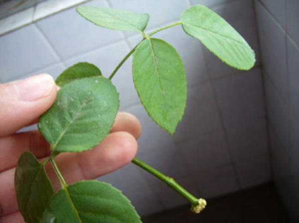 Can Chinese rose be cultivated in water?