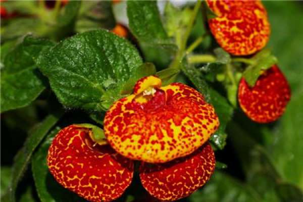 Culturing method of calceolaria