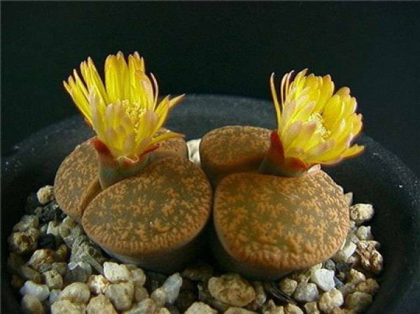 Culture Technique of Lithocarpus viviflorus