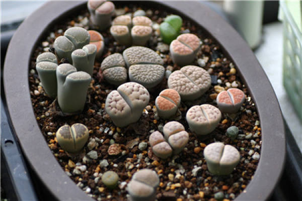 culture technology of raw stone flower