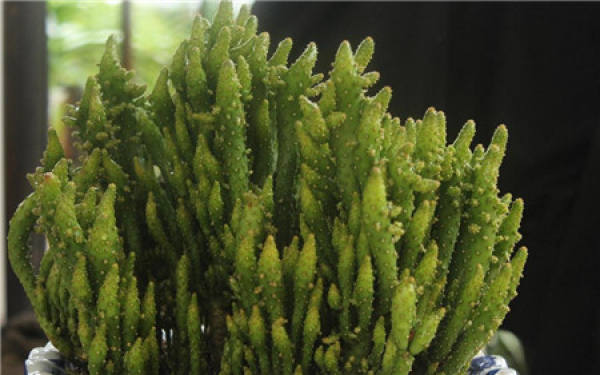 Geophyllum