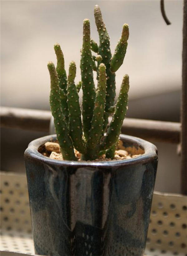 Geophyllum