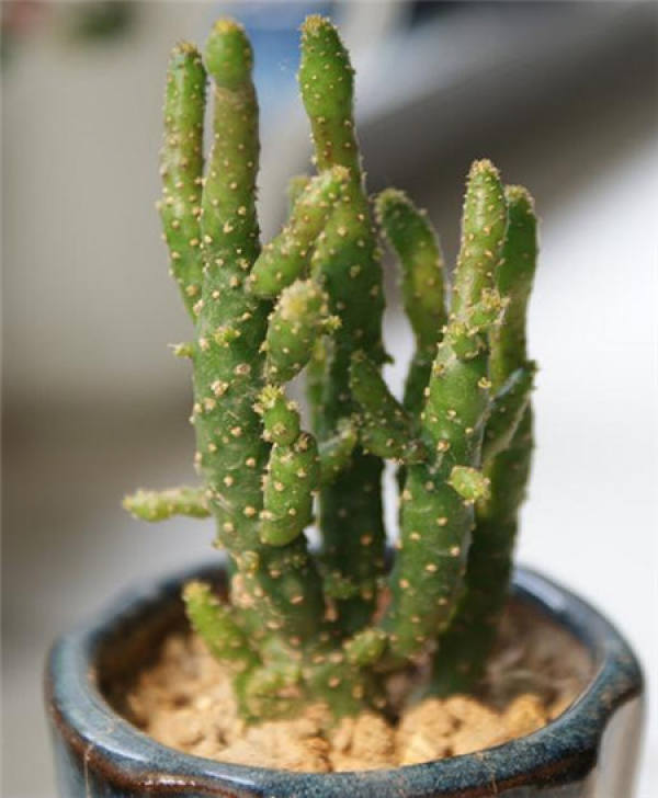 Geophyllum
