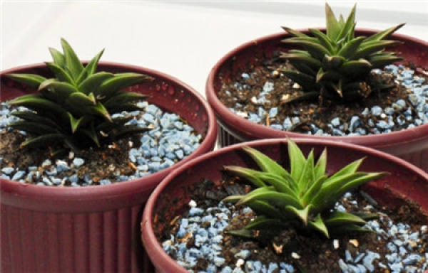 Duality of repotting