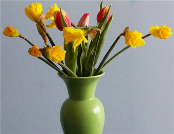Tulip