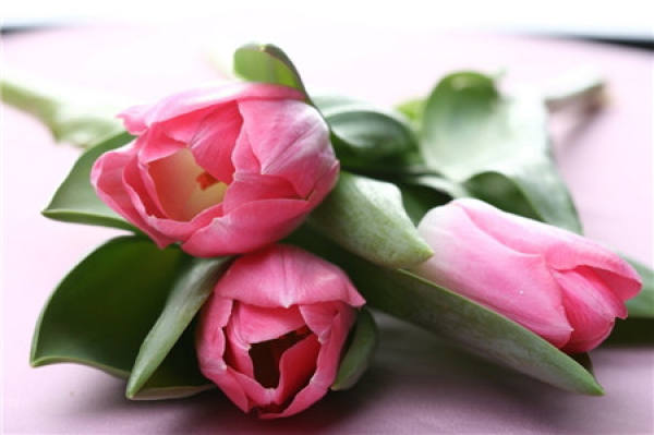Tulip