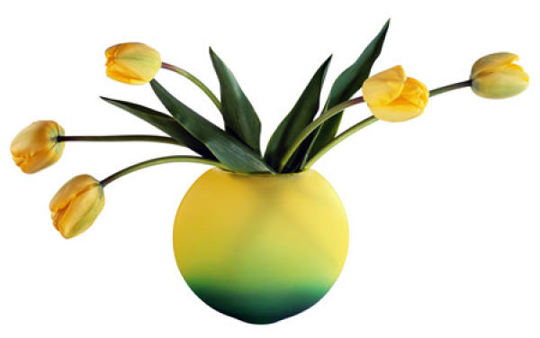 tulip