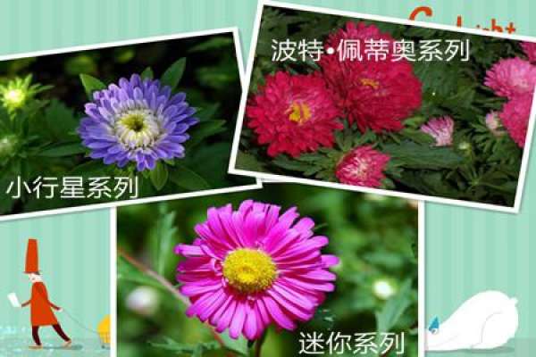 Varieties of Callistephus chinensis