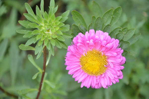 Greening Value of Callistephus chinensis