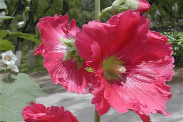 cultivation method of hollyhock