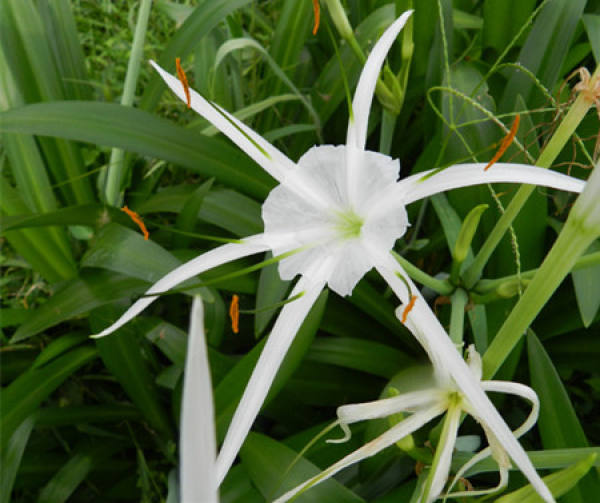 Bulb-division Propagation of Hymenocallis inermis