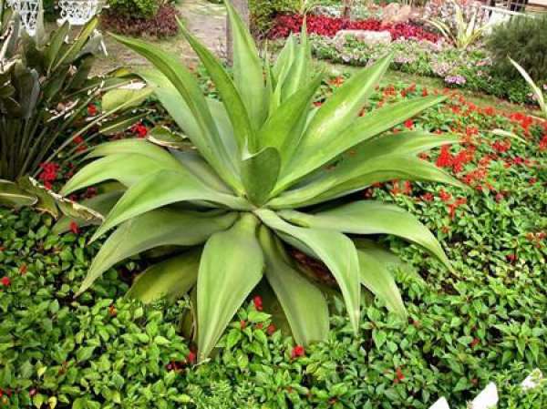 Method for culturing agave