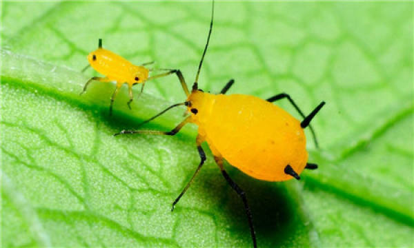 Common insect pest of Antirrhinum majus and their control method