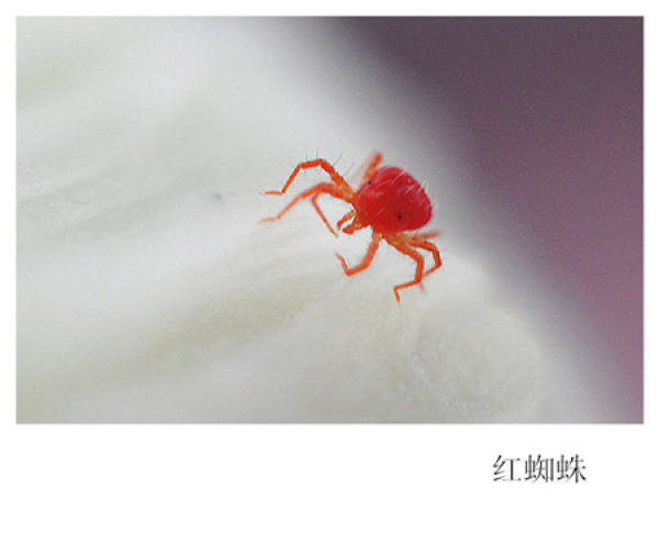 Common insect pest of Antirrhinum majus and their control method
